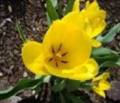 Bachblüten2